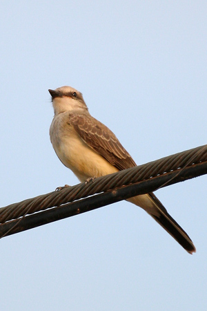 Juveniele Western Kingbird